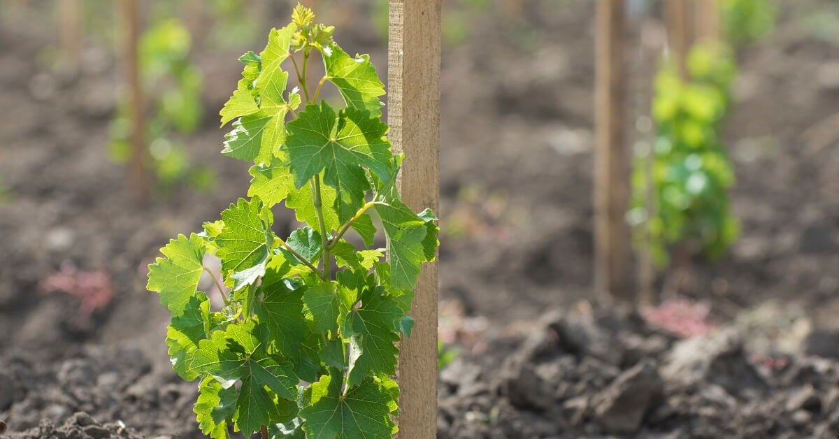Как вырастить виноград на своем участке: правила и советы – блог интернет-магазина adm-yabl.ru